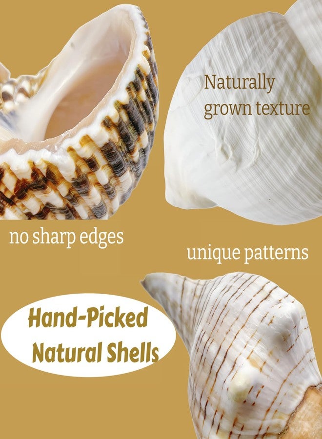 Wanwanzi 4PCS Large Hermit Crab Shells | Natural Sea Conch 2.4" - 3.5", Opening 1" - 1.5" | Large Sea Shell丨Turbo Seashells for Hermit Crab Supplies and Beach Decoration - Image 5